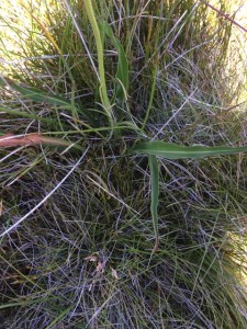 Microseris laceolata