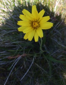 Microseris laceolata