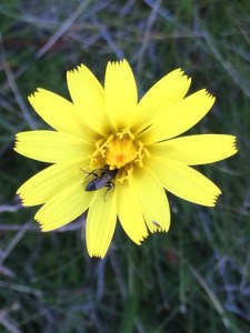 Microseris laceolata