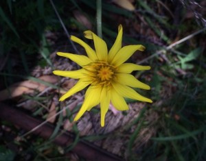 Microseris laceolata