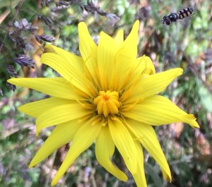 Microseris laceolata