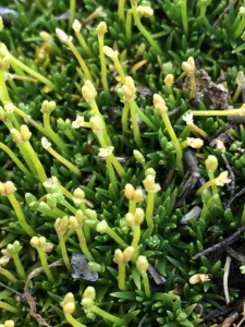 Scleranthus biflorus