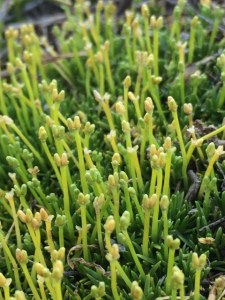 Scleranthus biflorus