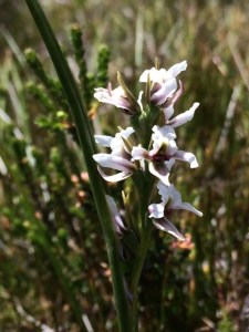 Prasophyllum tadgellianum