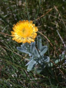 Helichrysum scorpioides