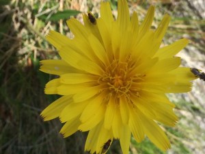 Microseris laceolata