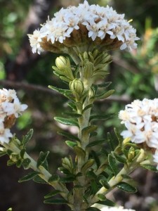 Ozothamnus alpinus