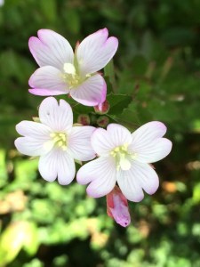 Epilobium gunnianum