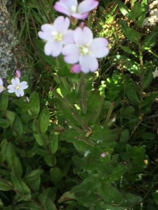 Epilobium gunnianum