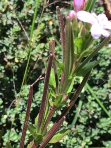 Epilobium gunnianum