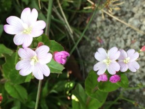 Epilobium gunnianum