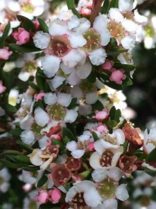 Baekea utilis var. utilis