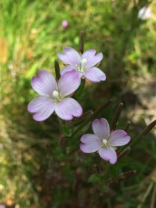 Epilobium gunnianum