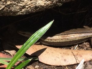 Skink