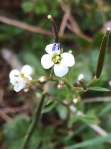 Cardamine astoniae