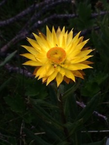 Bracteantha subundulata