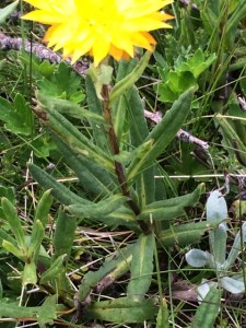 Bracteantha subundulata
