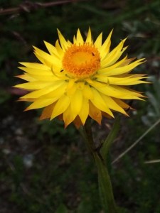 Bracteantha subundulata