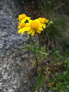 Senecio pectinatus
