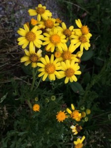 Senecio pectinatus