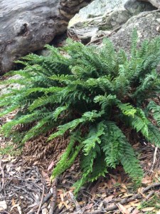 Polystichum proliferum
