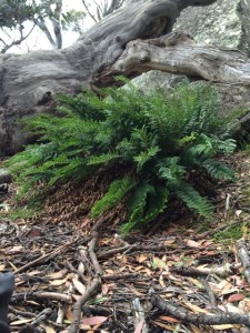 Polystichum proliferum