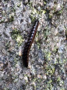 Milli or Centi -Pede