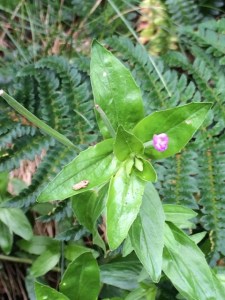 Epilobium sarmentaceum