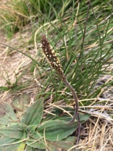 Plantago euryphylla