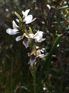 Prasophyllum tadgellianum