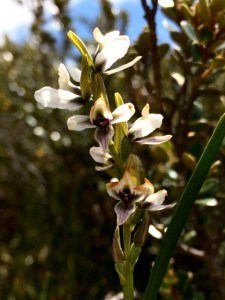 Tadgells Leek Orchid