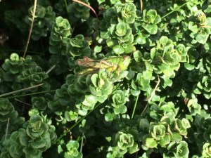 Camoflage on Mint Bush