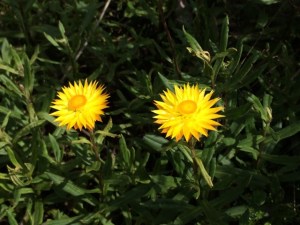 Bracteantha subundulata