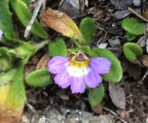 Scaevola hookeri